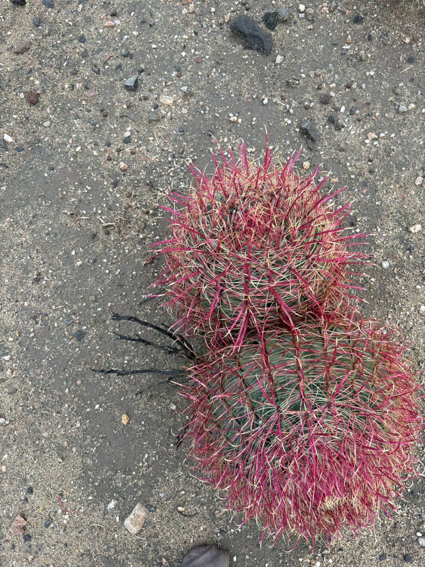 Red Barrel Cactus