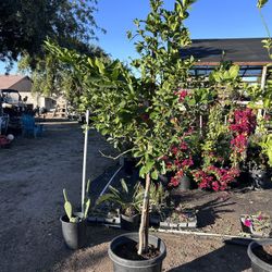 15g Lisbon Lemon/ Yellow Lemon