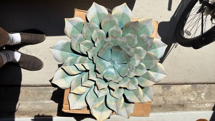 Decorative wall art