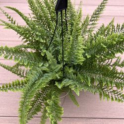 Fluffy Ruffle fern live plant comes in a 6” nursery pot. check profile for more 🪴 