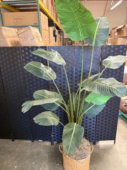 7.5’ Bird Of Paradise with Basket and Moss
