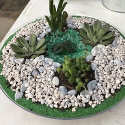 Succulents 