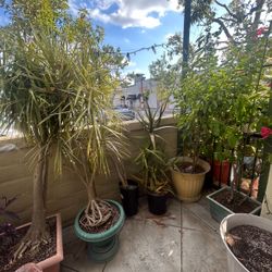Outdoor Plants, Your Choice & Free!