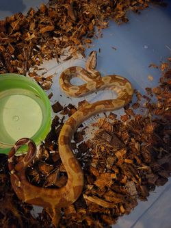 Sonoran boa tub enclosure