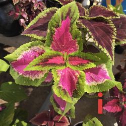 Pink Flame painted Nettle Plant. Starter Available 