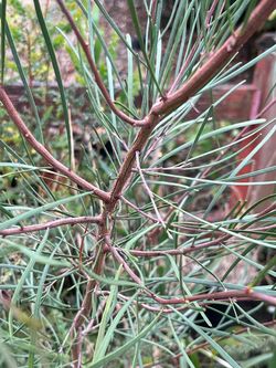 Acacia mucronata subsp. longifolia (large plant)