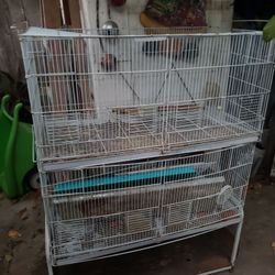 Bird Cages