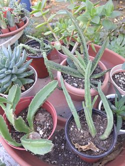 Cactus Y Suculentas