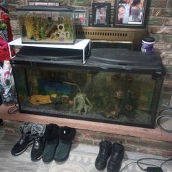 Fully Decorated 60 Gallon Aquarium 