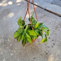 Pothos Brasil Plant