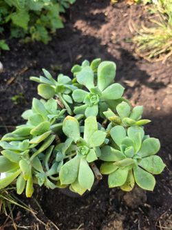 Jade plant