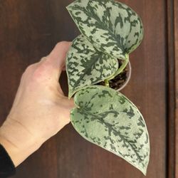 Silver Lady Scindapsus