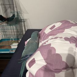 Quaker Parrot For Sale