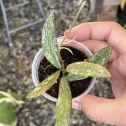 Hoya Sigilatis