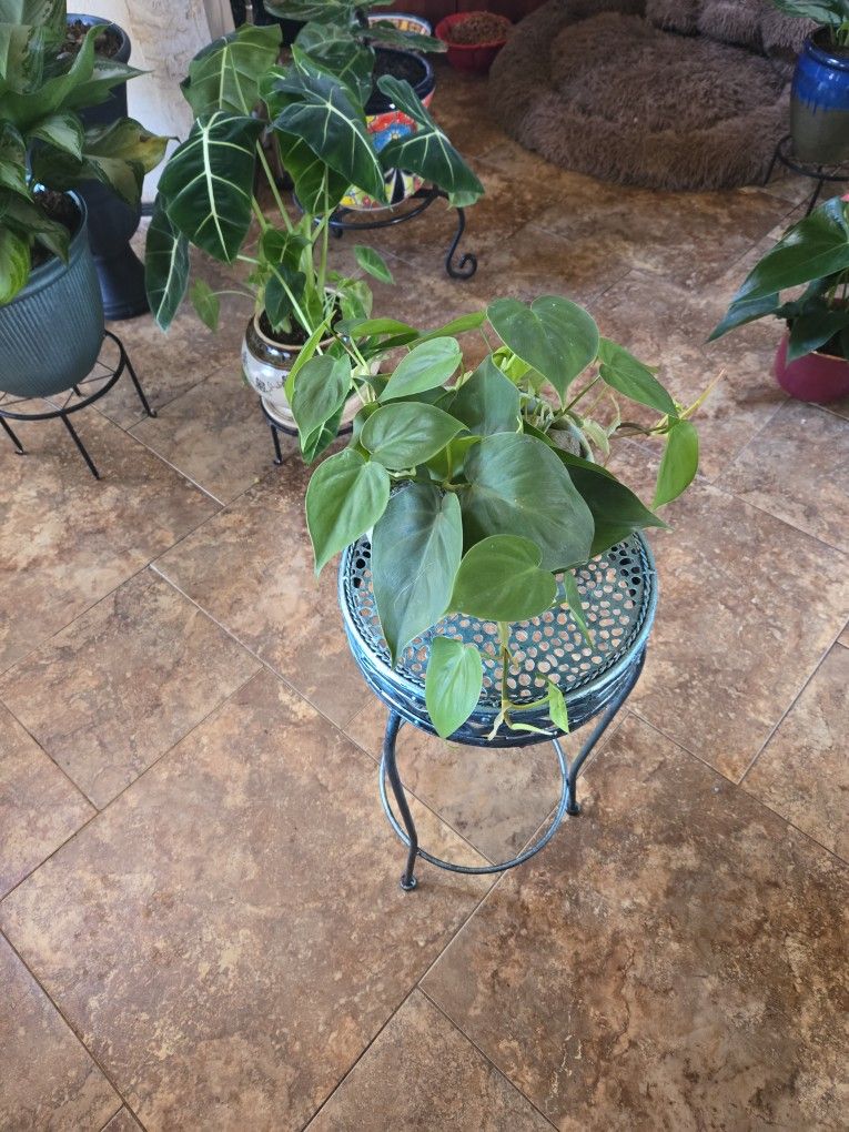 Heartleaf Philodendron In 7in Ceramic Pot With Stones