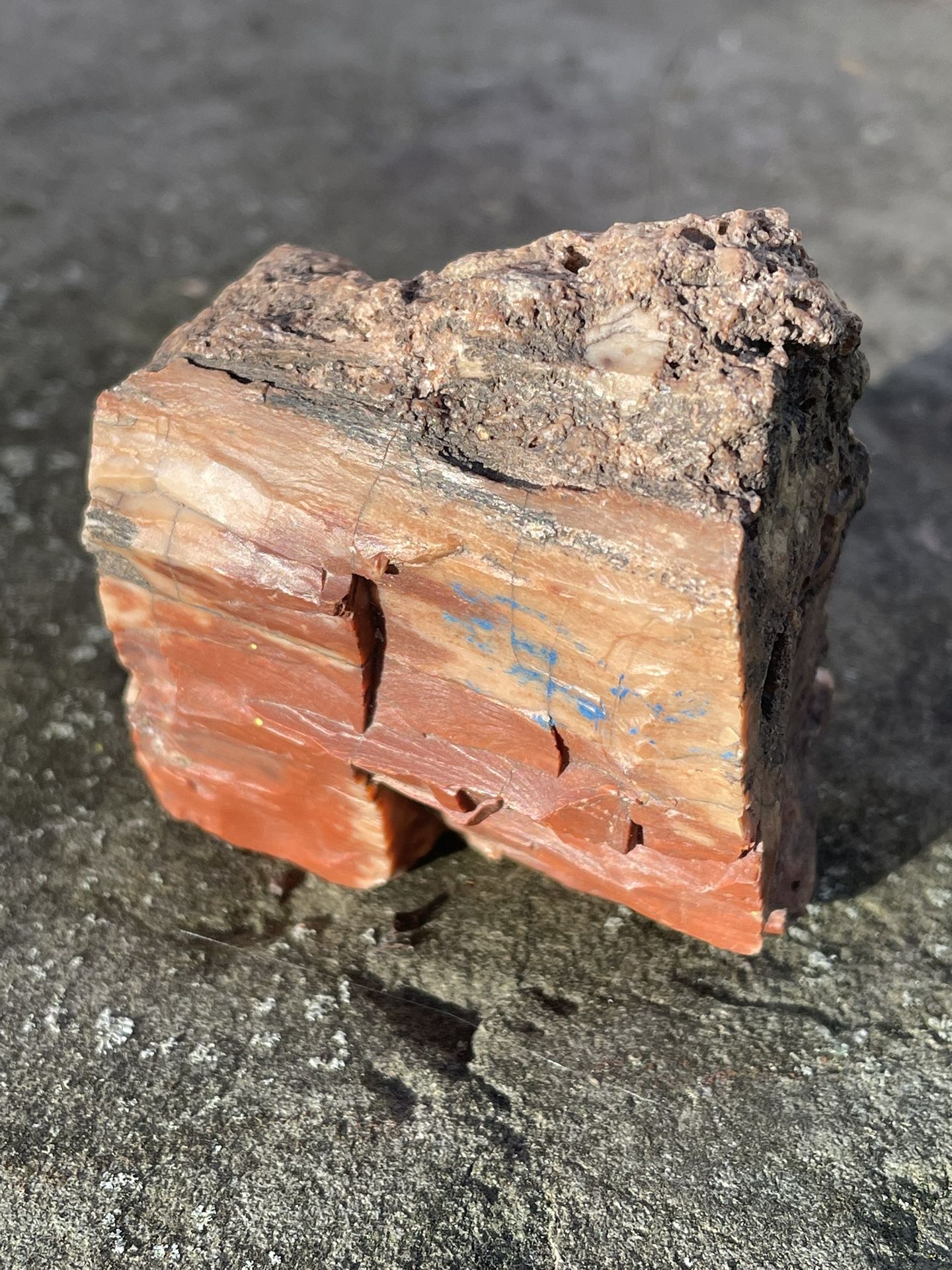 Arizona Petrified Wood
