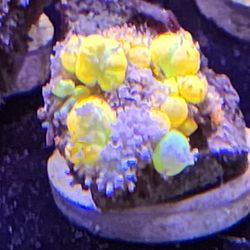 WWC OG BOUNCE MUSHROOM DECORATIONS 