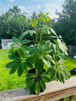 Umbrella tree plant in 6 inch pot