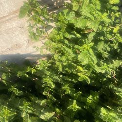 Spearmint Plant