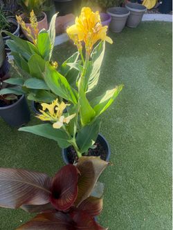 Grown Canna