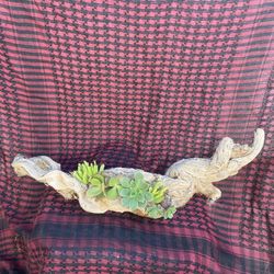 Driftwood Succulent Art