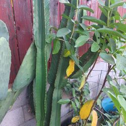 Cactus Trees Ready To Be Place In Ground