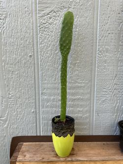 Tall Cactus in Lime Pot