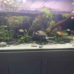 65 Gallon Rimless Fish Tank Aquarium With Custom Built Stand