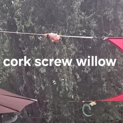 Fast Growing Cork Screw Willow. Bare Root Starts For Sale