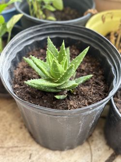 Aloe Vera plant 