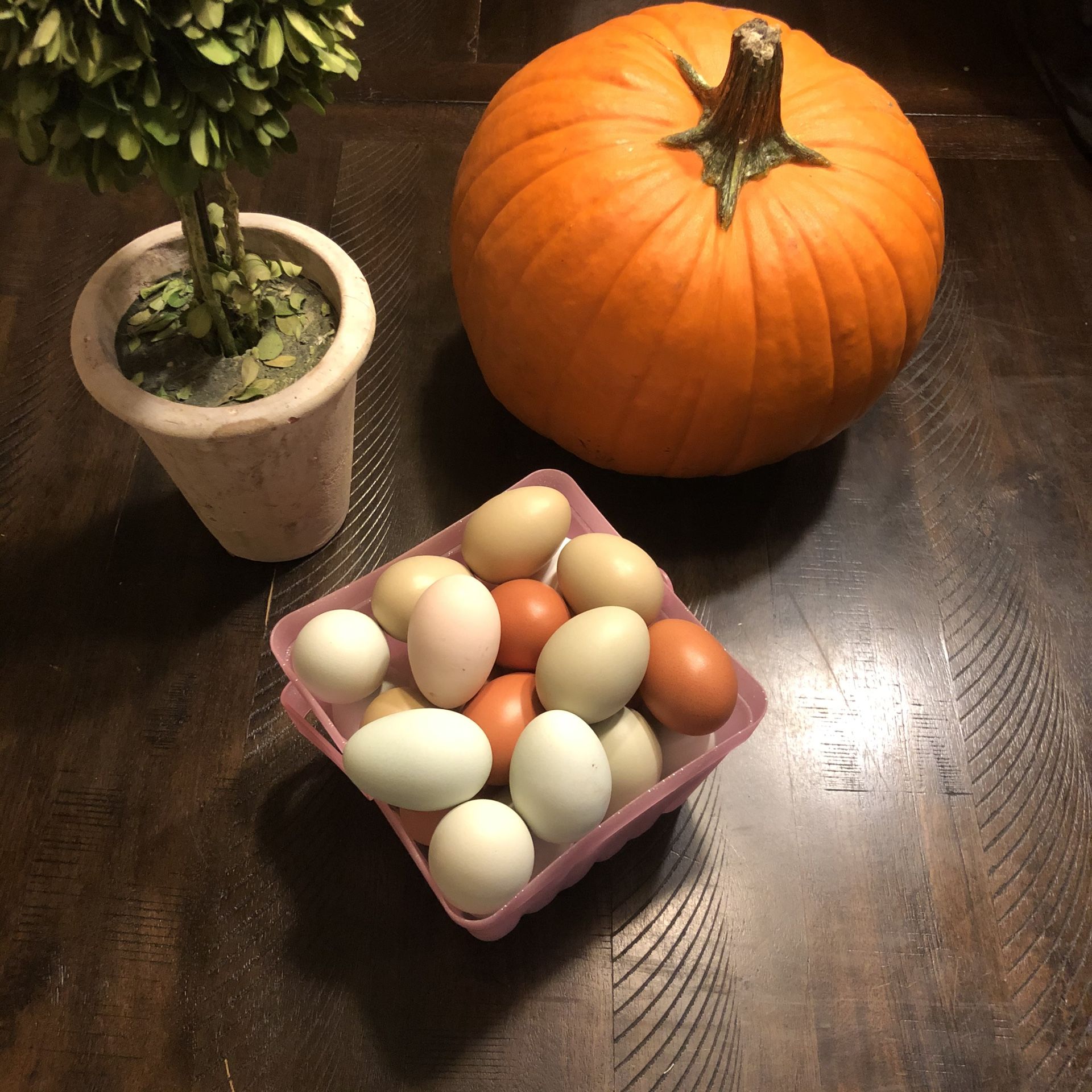 The Best Farm Fresh Chicken Eggs
