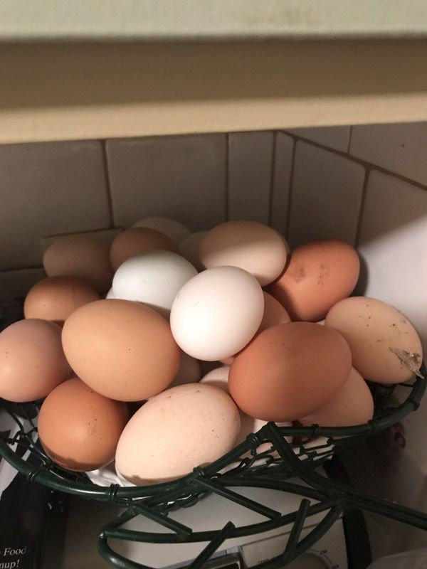 Fresh eggs