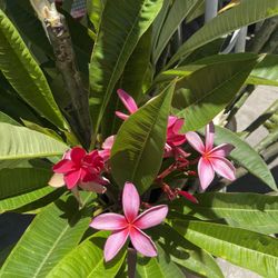 Plumerias