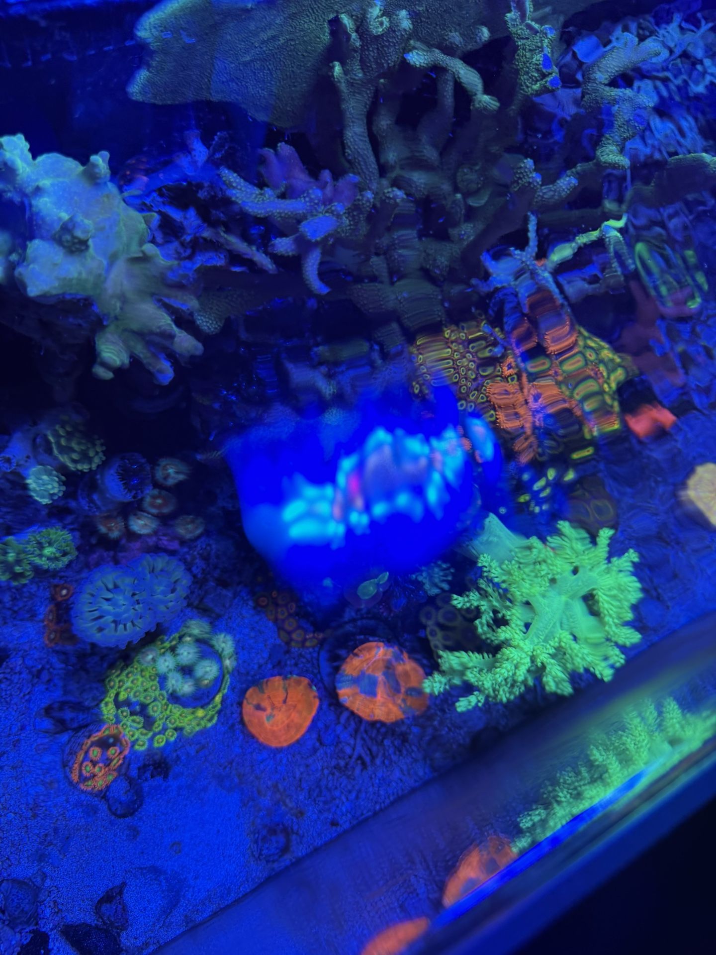 Coral Decor For Sale