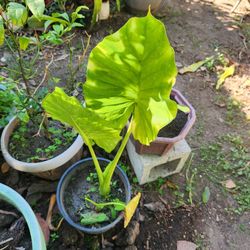 Giant Taro Elephant Ear Plant