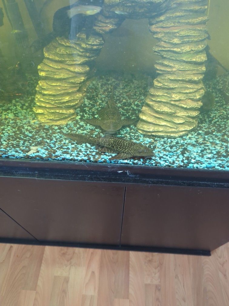 Bristlenose Nose Planko