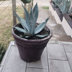 Blue Agave With Pot Large Size