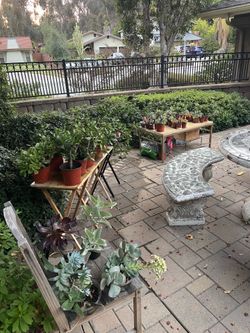 🌵🪴🪻 50 PLANTS ! ‼️‼️🌱