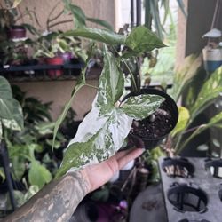 Syngonium Albo 