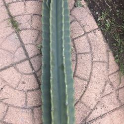 Cactus Live Clipping Ready To Pop Or Plant 31”