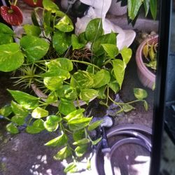 Planta