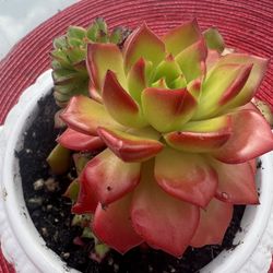 Beautiful Lety’s Sedeveria Succulent Plant