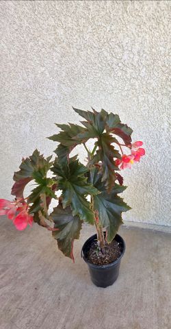 🪽 Angel Wing Begonia Irene Nuss🪽
