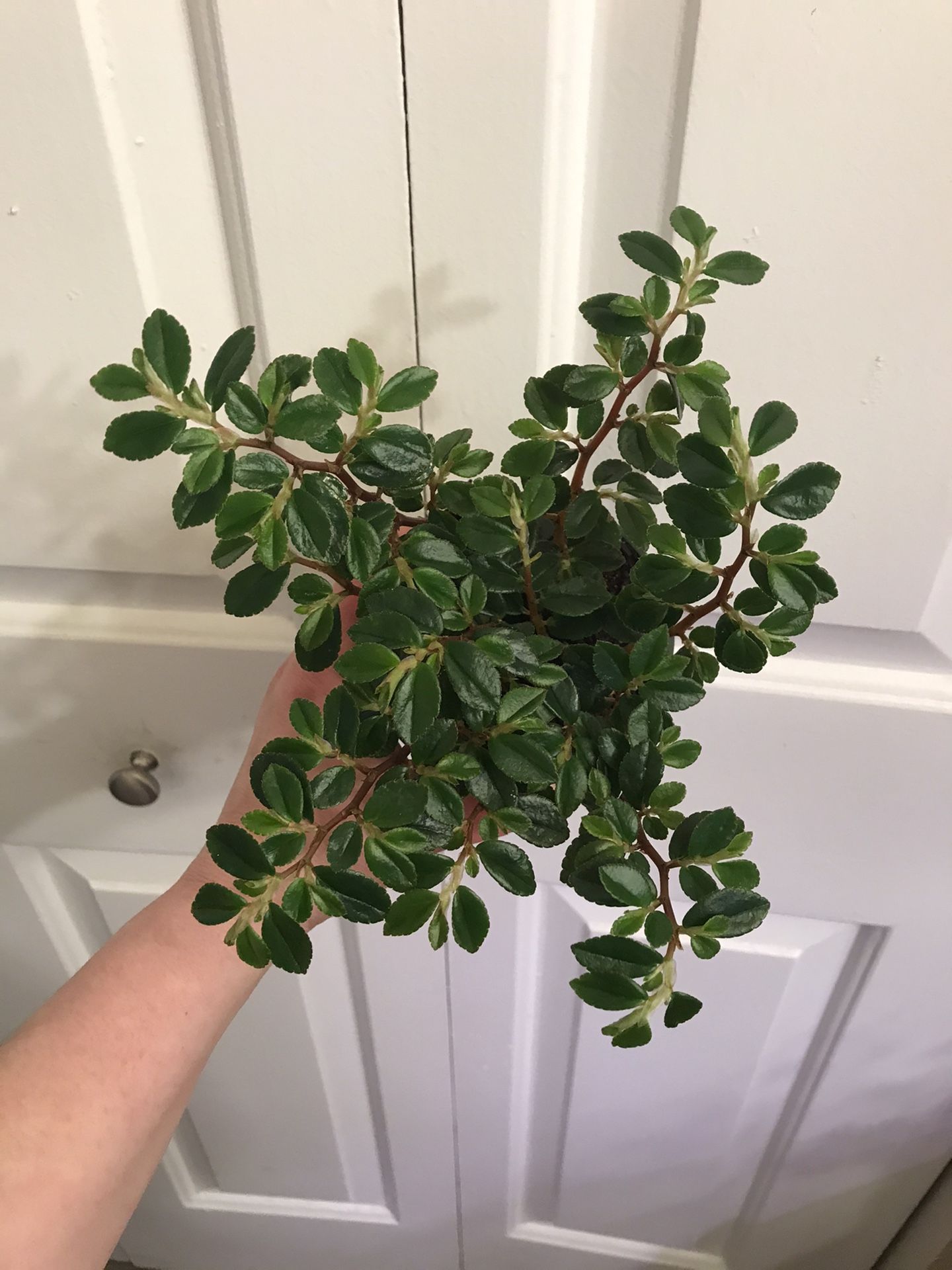 Begonia Foliosa - Easy Care Houseplant -