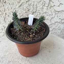 3 Inch Pot Succulent Plant - Sedum Sediforme - Turquoise Tails - Rooted and Established Plant - Drought Resistant 🪴 