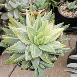 Varigated Aloe Brevifolia For $10