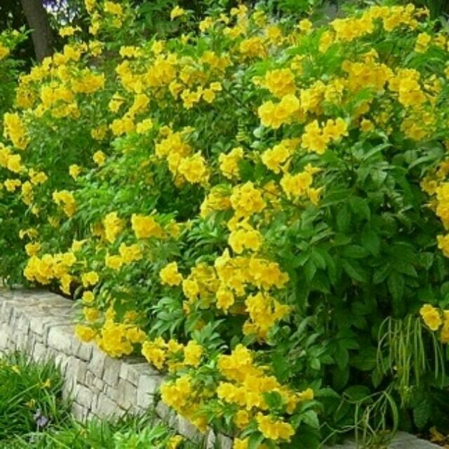 Yellow Esperanza Plant