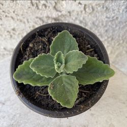 3 Inch Pot Rare Succulent Plant - Plectranthus Amboinicus - Comfort Plant, Cuban Oregano - Rooted & Established - Drought Resistant - 🪴