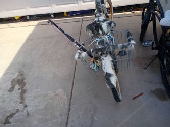 SHAGG  BEACH CRUISER