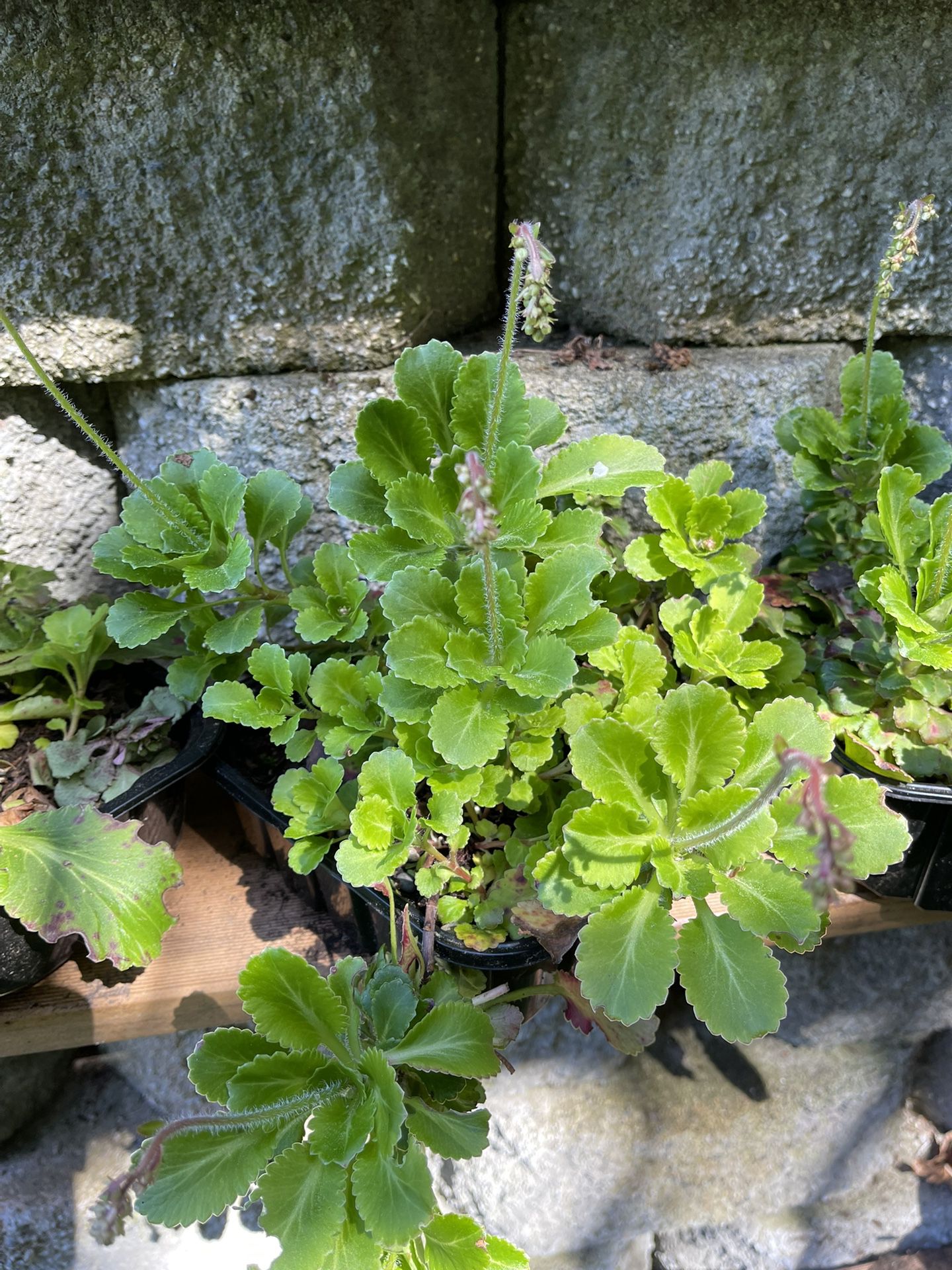 Saxifraga “London-Pride” Perennial Plant, Ground Cover Easy To Control. Blooms In Spring. 6"x6"pot.